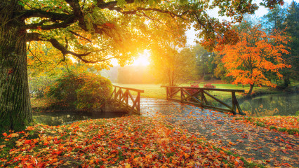 Beautiful autumn scenery in park. - obrazy, fototapety, plakaty