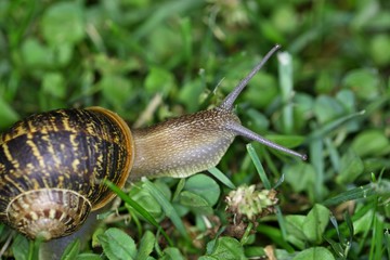 Garden Snail (Cornu aspersum)