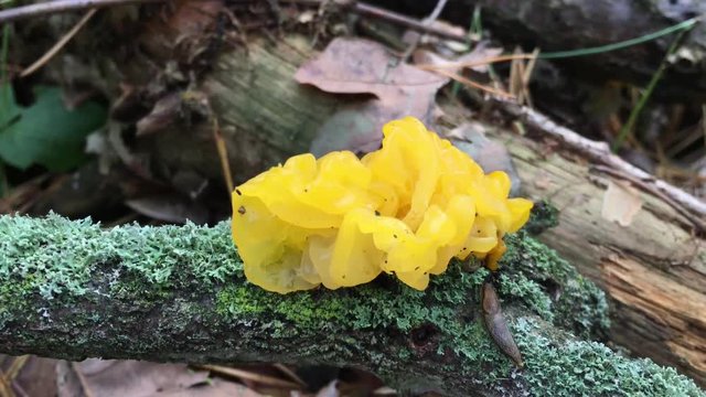 Pilz, Schwamm am Stock