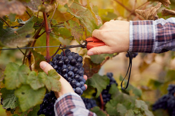 Male hands picking grapes with scissors at harvesting in a vineyard