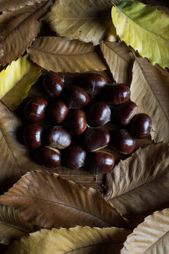 Chestnuts surrounded by chestnut leaves