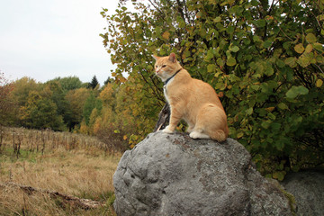 Ginger cat walking outdoor in the forest and meadow and now is it sitting on the boulder. Autumn walk.