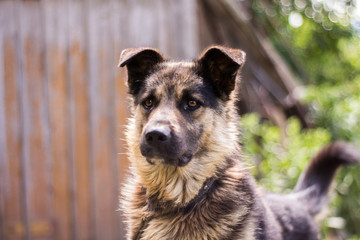 A brown home guard dog 