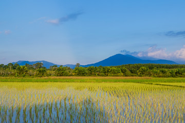 Fototapeta premium Rice cultivation