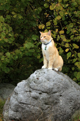 Ginger cat walking outdoor in the forest and meadow and now is it sitting on the boulder. Autumn...