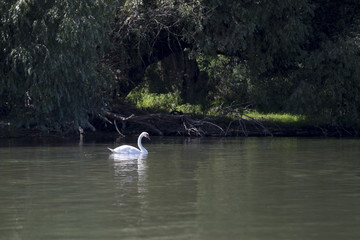 Beautiful swan swimming in the river