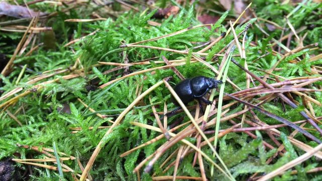 Waldmistk&auml;fer ( Anoplotrupes stercorosus )