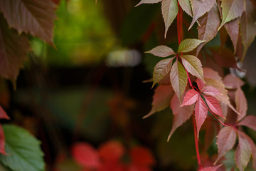 Autumn, nature, gardening background. Colorful autumn virginia creeper or wild grapes leaves, copy space