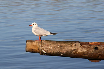 Seagull sitting on wooden beam