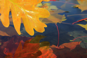 autumn leaves on water