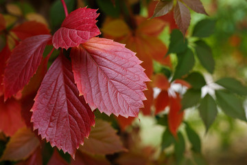 Autumn background. Bright virginia creeper leaves. Botanical, nature, gardening concept