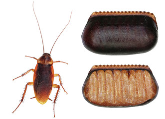 American cockroach (Periplaneta americana) and its egg case (ootheca) isolated on a white background