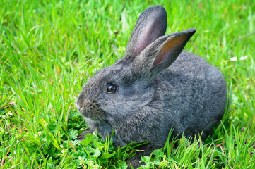 rabbit on green grass background