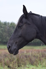 Dark horses animal portrait