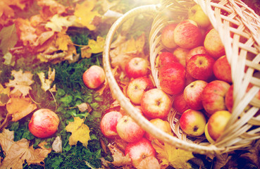 wicker basket of ripe red apples at autumn garden