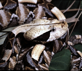 Gaboon viper, Bitis gabonica rhinoceros, is the largest viper with large poison teeth