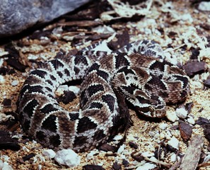 Barnett's lancehead, Bothrops barnetti is our landing agent for rattlesnake