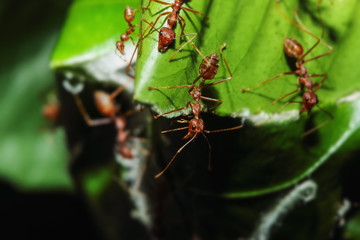 Fototapeta premium Red ant and teamwork are nesting on a tree leaves