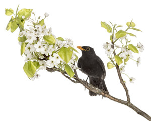 common blackbird perched on a flowering branch, isolated on white
