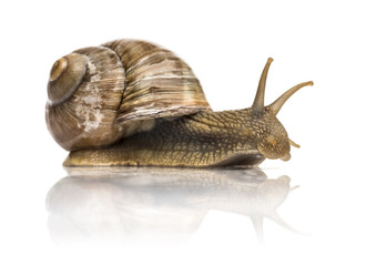 Crawling common snail, Burgundy snail or edible snail, isolated