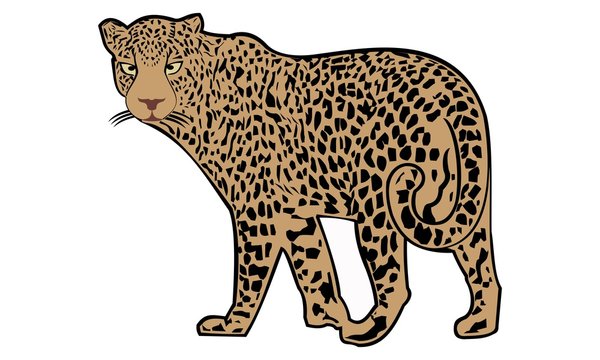 the vector  image of the leopard turned