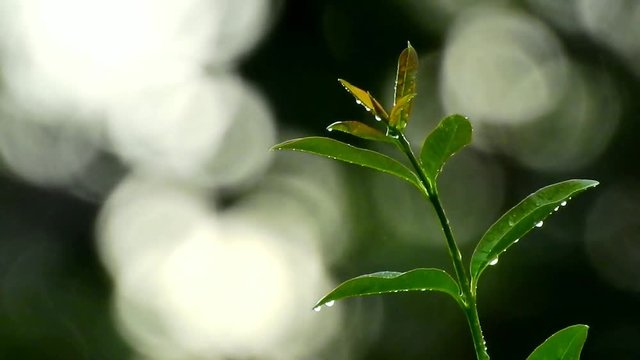 Pfanze im Regen - Regentropfen