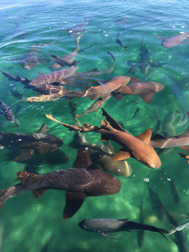 Nurse Sharks