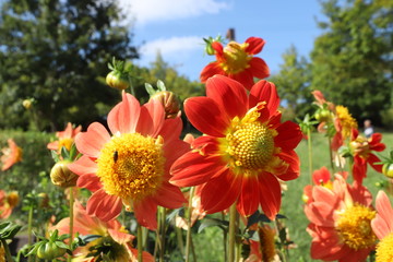 馬見丘陵公園のダリア