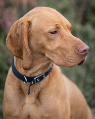 Vizsla dog 5