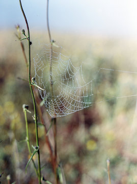 Dew on cobweb