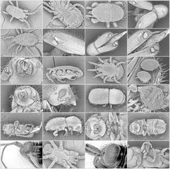 Insect electron microscope photos. Bark beetles, parasitic ticks and wasps