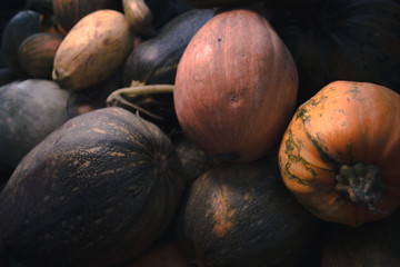 Autumn harvest of pumpkins still life of multi-colored.