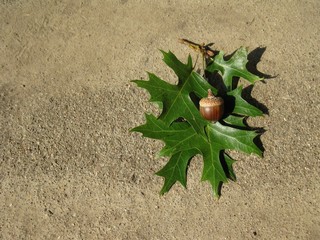 Green oak leaves with acorn in middle with copyspace on left side