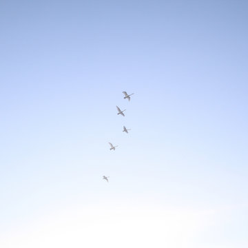 Five swans in flight against a cloudless blue sky.