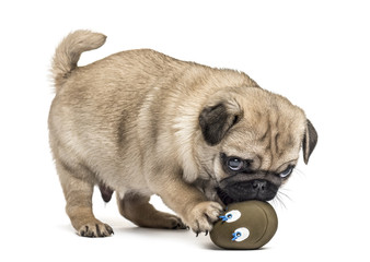 Pug puppy playing with a ball, isolated on white