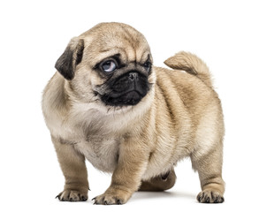 Pug puppy standing, isolated on white