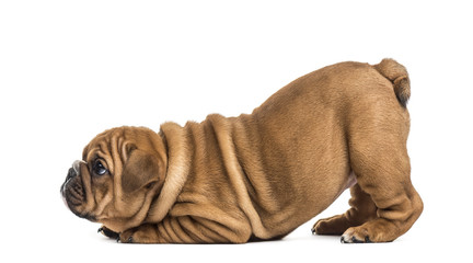 Bulldog puppy, isolated on white - obrazy, fototapety, plakaty