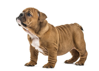 Bulldog puppy standing, isolated on white