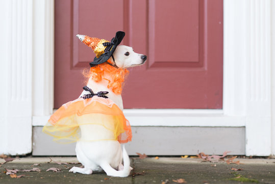Little white dog dressed in a witch's costume.