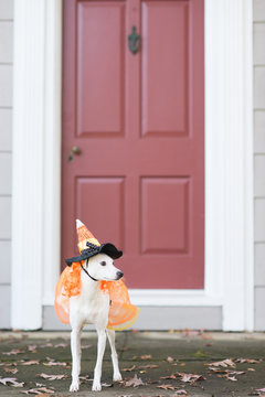 Little white dog dressed in a witch's costume.