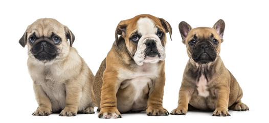 Three puppies side by side, isolated on white