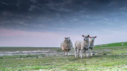 Schafe im Abendlicht