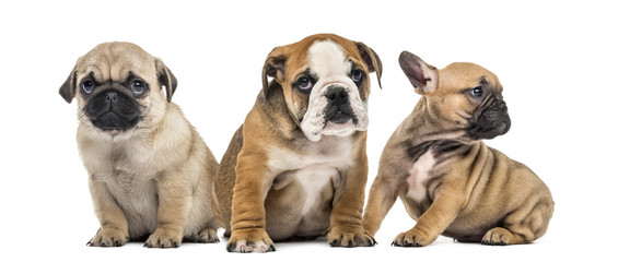 Three puppies side by side, isolated on white