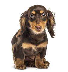 Dachshund puppy sitting, isolated on white