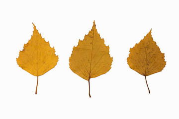 three dried dead white birch leaves isolated on white background