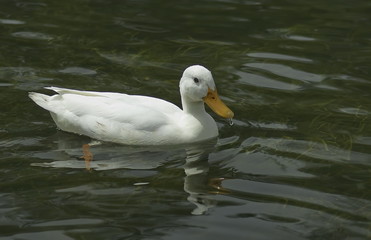 White duck floating on the lake. 