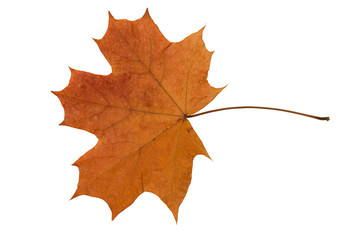 orange dry fallen maple leaf on white background