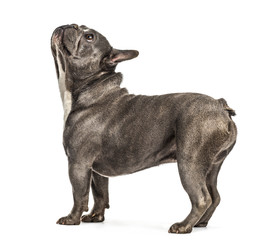 Obraz premium French bulldog looking up, isolated on white