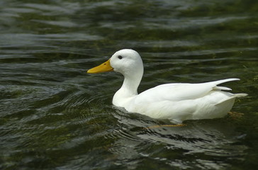 Fototapeta premium White duck floating on the lake. 