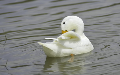 White duck floating on the lake. 